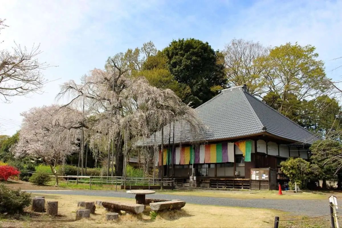 ⛩️ 신지 대사(진기타이샤) 이미지 6